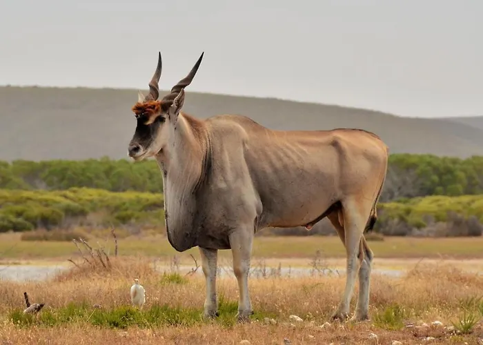 De Hoop Collection - Vlei Cottages